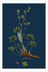 Alchemilla Alpina; Alpine Lady's-Mantle by Anonymous