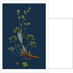 Alchemilla Alpina; Alpine Lady's-Mantle by Anonymous