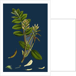 Astragalus Glycyphyllus; Sweet Milk-Vetch by Anonymous