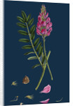 Onobrychis Sativa; Saintfoin by Anonymous
