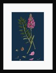 Onobrychis Sativa; Saintfoin by Anonymous