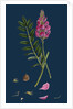 Onobrychis Sativa; Saintfoin by Anonymous