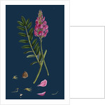 Onobrychis Sativa; Saintfoin by Anonymous