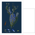 Vicia Cracca; Tufted Vetch by Anonymous