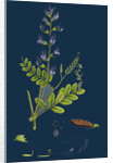Vicia Sylvatica; Wood Vetch by Anonymous