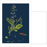 Vicia Sylvatica; Wood Vetch by Anonymous