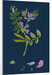 Vicia Sepium; Bush Vetch by Anonymous