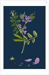 Vicia Sepium; Bush Vetch by Anonymous