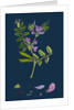 Vicia Sepium; Bush Vetch by Anonymous