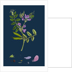 Vicia Sepium; Bush Vetch by Anonymous