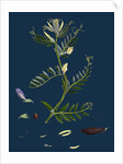 Vicia Eu-Lutea; Bush-Podded Yellow Vetch by Anonymous