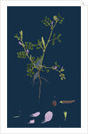 Vicia Lathyroides; Spring Vetch by Anonymous