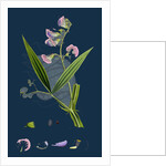 Lathyrus Sylvestris; Narrow-Leaved Everlasting Pea by Anonymous