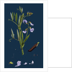 Lathyrus Palustris; Marsh Vetchling by Anonymous