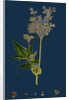 Spiraea Ulmaria; Meadow-Sweet by Anonymous