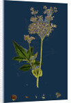Spiraea Ulmaria; Meadow-Sweet by Anonymous