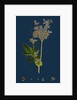 Spiraea Ulmaria; Meadow-Sweet by Anonymous