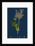 Spiraea Ulmaria; Meadow-Sweet by Anonymous