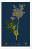 Spiraea Ulmaria; Meadow-Sweet by Anonymous