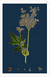 Spiraea Ulmaria; Meadow-Sweet by Anonymous