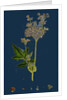 Spiraea Ulmaria; Meadow-Sweet by Anonymous