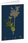 Spiraea Ulmaria; Meadow-Sweet by Anonymous