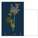 Spiraea Ulmaria; Meadow-Sweet by Anonymous