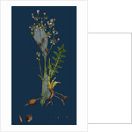 Spiraea Filipendula; Dropwort by Anonymous