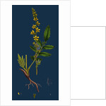 Agrimonia Eupatoria; Common Agrimony by Anonymous