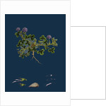 Trifolium Resupinatum; Reversed-Flowered Trefoil by Anonymous