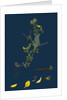 Lotus Diffusus; Long-Podded Small Bird's-Foot Trefoil by Anonymous