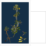 Lotus Hispidus; Short-Podded Small Bird's-Foot Trefoil by Anonymous