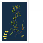 Melilotus Parviflora; Small-Flowered Melilot by Anonymous