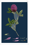 Trifolium Medium; Zigzag Trefoil by Anonymous