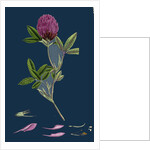 Trifolium Medium; Zigzag Trefoil by Anonymous