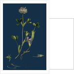 Trifolium Ochroleucum; Sulphur-Coloured Trefoil by Anonymous