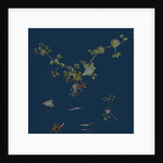 Trifolium Glomeratum; Smooth Round-Headed Trefoil by Anonymous