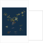 Trifolium Glomeratum; Smooth Round-Headed Trefoil by Anonymous