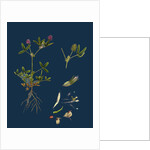 Trifolium Strictum; Upright Round-Headed Trefoil by Anonymous