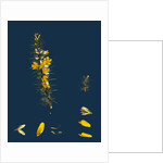 Ulex Eu-Nanus; Dwarf Furze by Anonymous