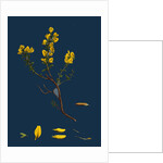 Genista Pilosa; Hairy Green-Weed by Anonymous