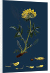 Anthyllis Vulneraria; Common Kidney Vetch by Anonymous