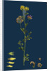 Medicago Sylvestris; Fries' Lucerne by Anonymous
