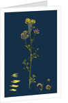 Medicago Sylvestris; Fries' Lucerne by Anonymous