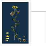 Medicago Sylvestris; Fries' Lucerne by Anonymous