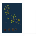 Medicago Denticulata; Reticulated Medick by Anonymous