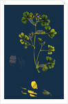 Medicago Maculata; Spotted Medick by Anonymous