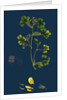 Medicago Maculata; Spotted Medick by Anonymous