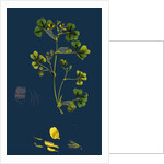 Medicago Maculata; Spotted Medick by Anonymous