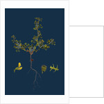 Medicago Minima; Little Bur Medick by Anonymous